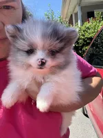 Akc blue Merle parti , a female Pomeranian for sale in Trion, GA – 1 of 4