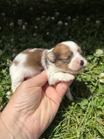 Ckc Orange sable girl , a female Pomeranian for sale in Trion, GA – 2 of 4