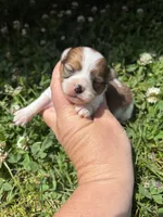 Ckc Orange sable girl , a female Pomeranian for sale in Trion, GA – 3 of 4