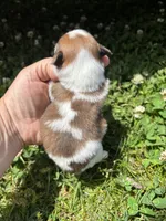 Ckc Orange sable girl , a female Pomeranian for sale in Trion, GA – 4 of 4