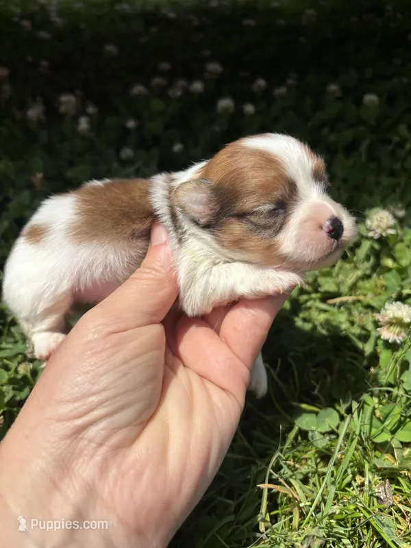 Ckc Orange sable girl , a female Pomeranian for sale in Trion, GA – 1 of 4