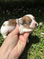 Ckc Orange sable girl , a female Pomeranian for sale in Trion, GA – 1 of 4