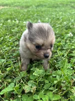 Akc small sable Merle from pepper, a female Pomeranian for sale in Trion, GA – 3 of 5