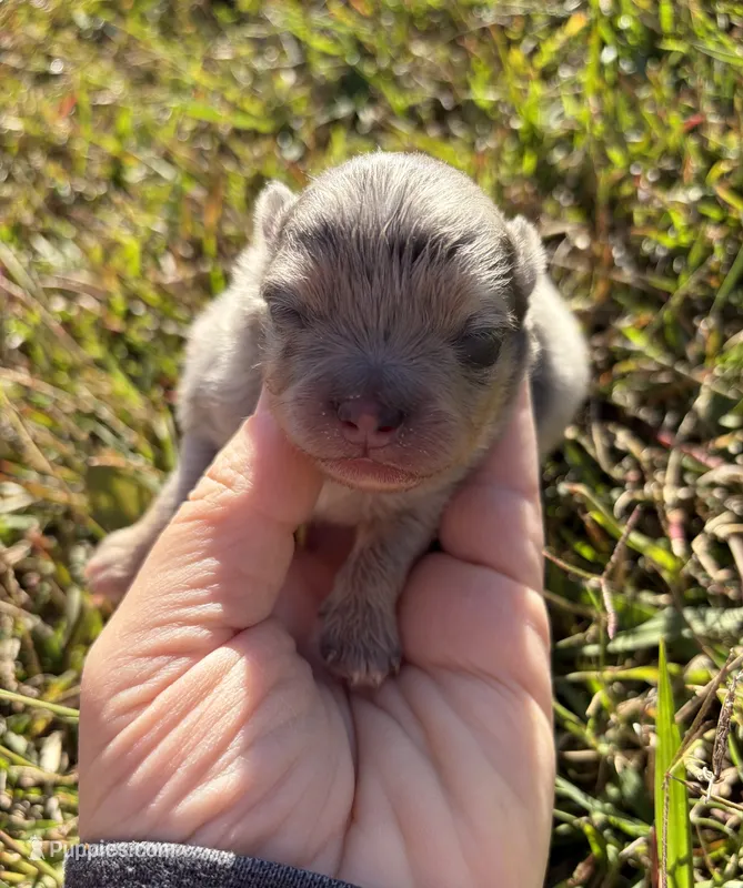 AKC blue Merle with tan  – Pomeranian puppy for sale in Trion, GA