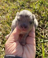 AKC blue Merle with tan , a male Pomeranian for sale in Trion, GA – 1 of 4
