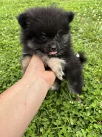 Akc black and tan , a female Pomeranian for sale in Trion, GA – 2 of 4