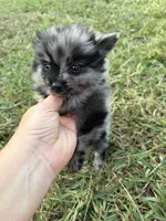 Tiny Ckc blue Merle girl , a female Pomeranian for sale in Trion, GA – 2 of 7