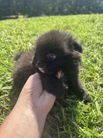 Ckc black and white , a male Pomeranian for sale in Trion, GA – 4 of 4