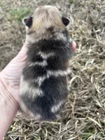 Ckc Merle girl , a female Pomeranian for sale in Trion, GA – Photo 4 of 4