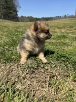 Ckc Merle girl , a female Pomeranian for sale in Trion, GA – Photo 3 of 4