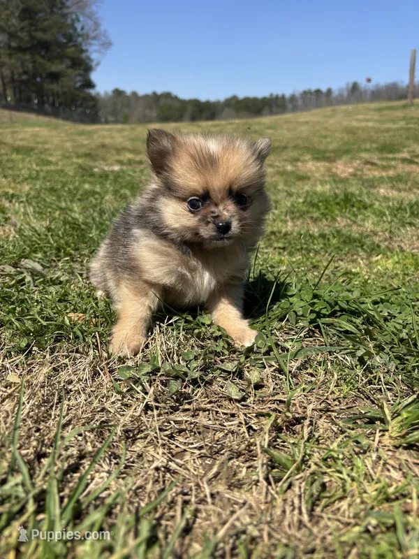 Ckc Merle girl  – Pomeranian puppy for sale in Trion, GA
