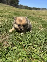 Ckc Merle girl , a female Pomeranian for sale in Trion, GA – Photo 2 of 4