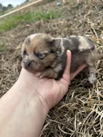 Ckc Merle girl , a female Pomeranian for sale in Trion, GA – Photo 3 of 4