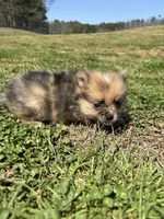 Ckc Merle girl , a female Pomeranian for sale in Trion, GA – Photo 4 of 4