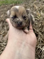 Ckc Merle girl , a female Pomeranian for sale in Trion, GA – Photo 2 of 4