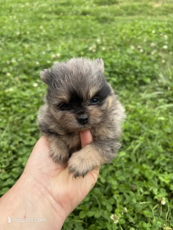 Akc black and tan Merle  – Pomeranian puppy for sale in Trion, GA