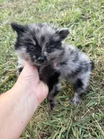 Tiny Ckc blue Merle girl , a female Pomeranian for sale in Trion, GA – 4 of 7