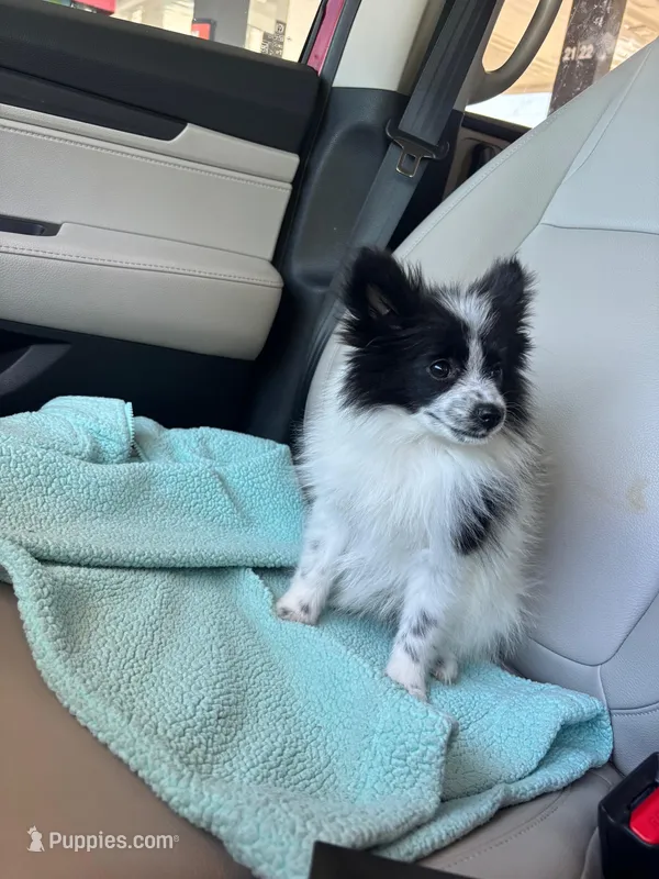 Ckc black parti girl  – Pomeranian puppy for sale in Trion, GA