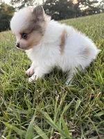 AKC tiny sable Parti Merle w blue eye, a male Pomeranian for sale in Trion, GA – 3 of 6