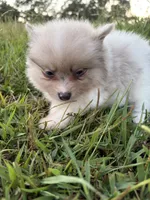 Ckc Merle , a male Pomeranian for sale in Trion, GA – 4 of 4