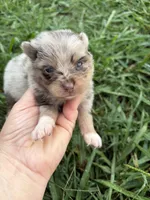 Ckc chocolate and tan , a male Pomeranian for sale in Trion, GA – 1 of 6