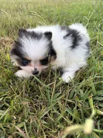 AKC tiny Tri Parti , a male Pomeranian for sale in Trion, GA – 4 of 10