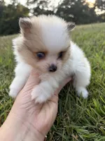 AKC tiny sable Parti Merle w blue eye, a male Pomeranian for sale in Trion, GA – 2 of 6