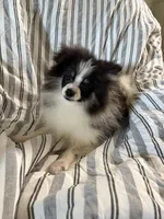 Akc tri parti boy, a male Pomeranian for sale in Trion, GA – 2 of 4