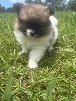 Ckc Orange sable parti freckles, a female Pomeranian for sale in Trion, GA – 4 of 4