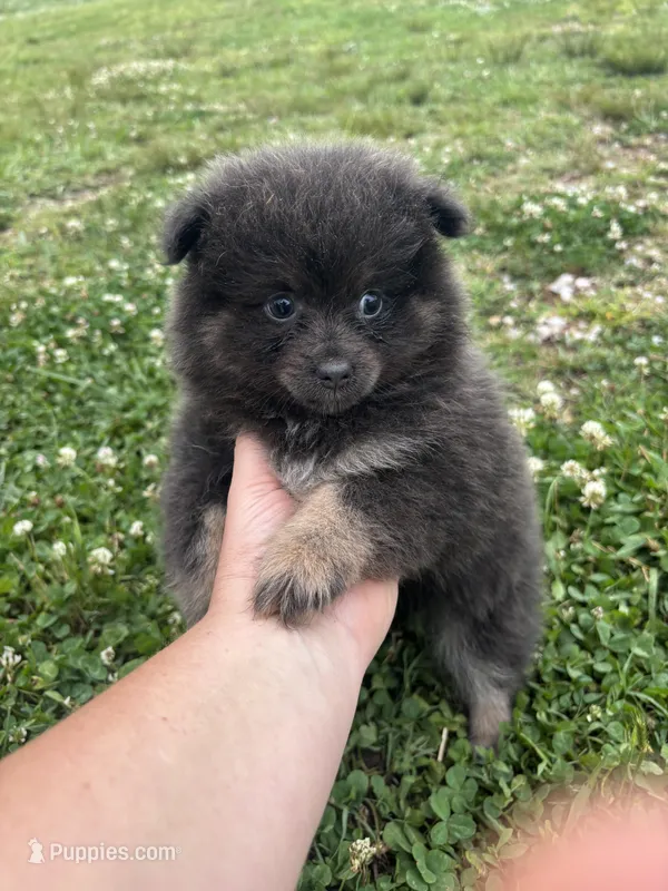 Akc blue  – Pomeranian puppy for sale in Trion, GA