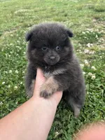 Akc blue , a female Pomeranian for sale in Trion, GA – 1 of 5