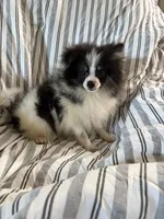 Akc tri parti boy, a male Pomeranian for sale in Trion, GA – 4 of 4
