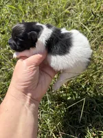 Black Parti girl , a female Pomeranian for sale in Trion, GA – 3 of 4