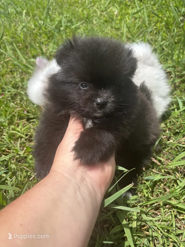 Ckc black and white  – Pomeranian puppy for sale in Trion, GA