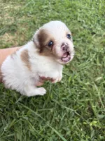 AKC tiny sable Parti , a male Pomeranian for sale in Trion, GA – 2 of 6