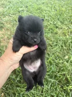 Ckc small black girl raven , a female Pomeranian for sale in Trion, GA – 3 of 4