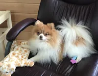 AKC orange sable girl , a female Pomeranian for sale in Trion, GA – 5 of 6