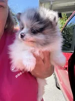 Akc blue Merle parti , a female Pomeranian for sale in Trion, GA – 3 of 4