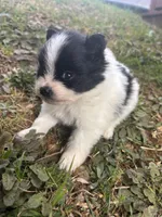 Ckc parti wolfie , a female Pomeranian for sale in Trion, GA – Photo 3 of 4