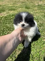 Ckc parti wolfie , a female Pomeranian for sale in Trion, GA – Photo 1 of 4