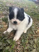 Ckc parti wolfie , a female Pomeranian for sale in Trion, GA – Photo 4 of 4