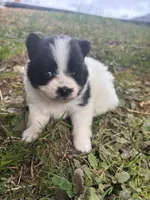 Ckc parti wolfie , a female Pomeranian for sale in Trion, GA – Photo 2 of 4