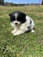 Ckc parti wolfie , a female Pomeranian for sale in Trion, GA – Photo 4 of 4