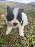 Ckc parti wolfie , a female Pomeranian for sale in Trion, GA – Photo 1 of 4