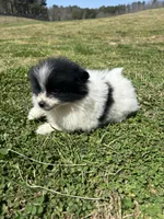 Ckc parti wolfie , a female Pomeranian for sale in Trion, GA – Photo 2 of 4