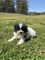 Ckc parti wolfie , a female Pomeranian for sale in Trion, GA – Photo 3 of 4