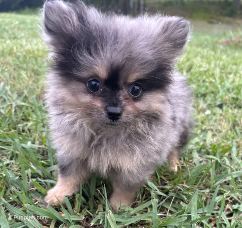 Akc black and tan Merle  – Pomeranian puppy for sale in Trion, GA