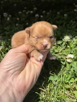 Ckc orange boy , a male Pomeranian for sale in Trion, GA – 2 of 4