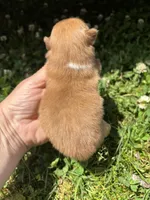 Ckc orange boy , a male Pomeranian for sale in Trion, GA – 4 of 4