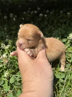 Ckc orange boy , a male Pomeranian for sale in Trion, GA – 3 of 4